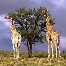 Zsiráf és falevél